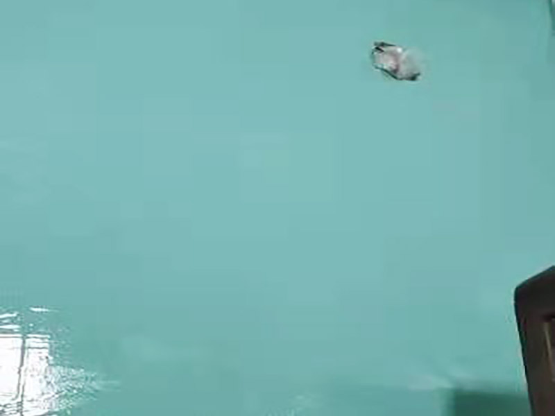 常德衛生間防水多少錢一平方